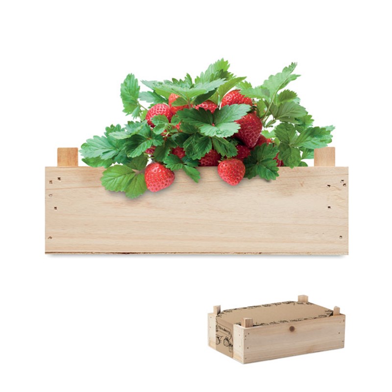 STRAWBERRY - Strawberry kit in wooden crate