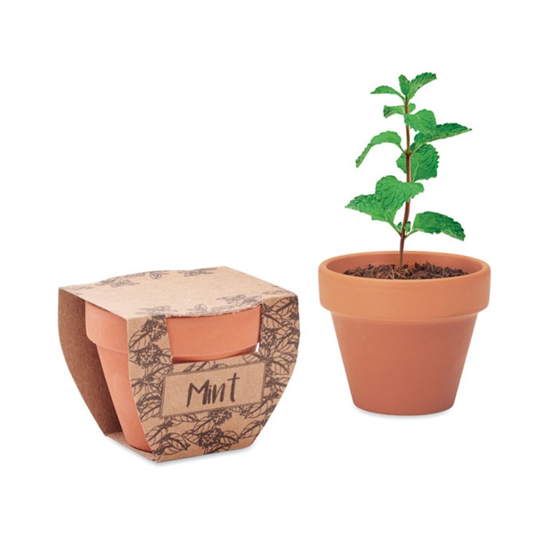 MINT POT - Terracotta pot mint seeds